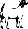 Boer Goat