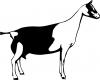 Dairy Goat - Alpine