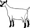 Dairy Goat - Oberhasli