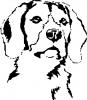 Hound-Beagle