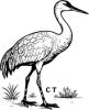 Sandhill Crane3