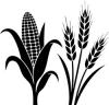 Corn Icon