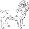 Spaniel