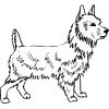 Terrier