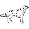 English Setter