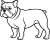 Bulldog